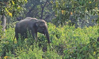 রাঙ্গুনিয়ায় বন্য হাতির আক্রমণে কৃষকের মৃত্যু