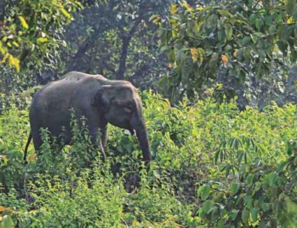 রাঙ্গুনিয়ায় বন্য হাতির আক্রমণে কৃষকের মৃত্যু