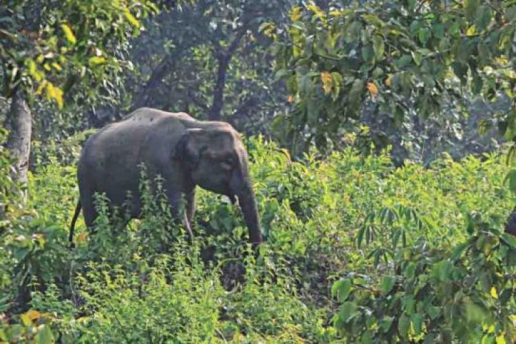 রাঙ্গুনিয়ায় বন্য হাতির আক্রমণে কৃষকের মৃত্যু